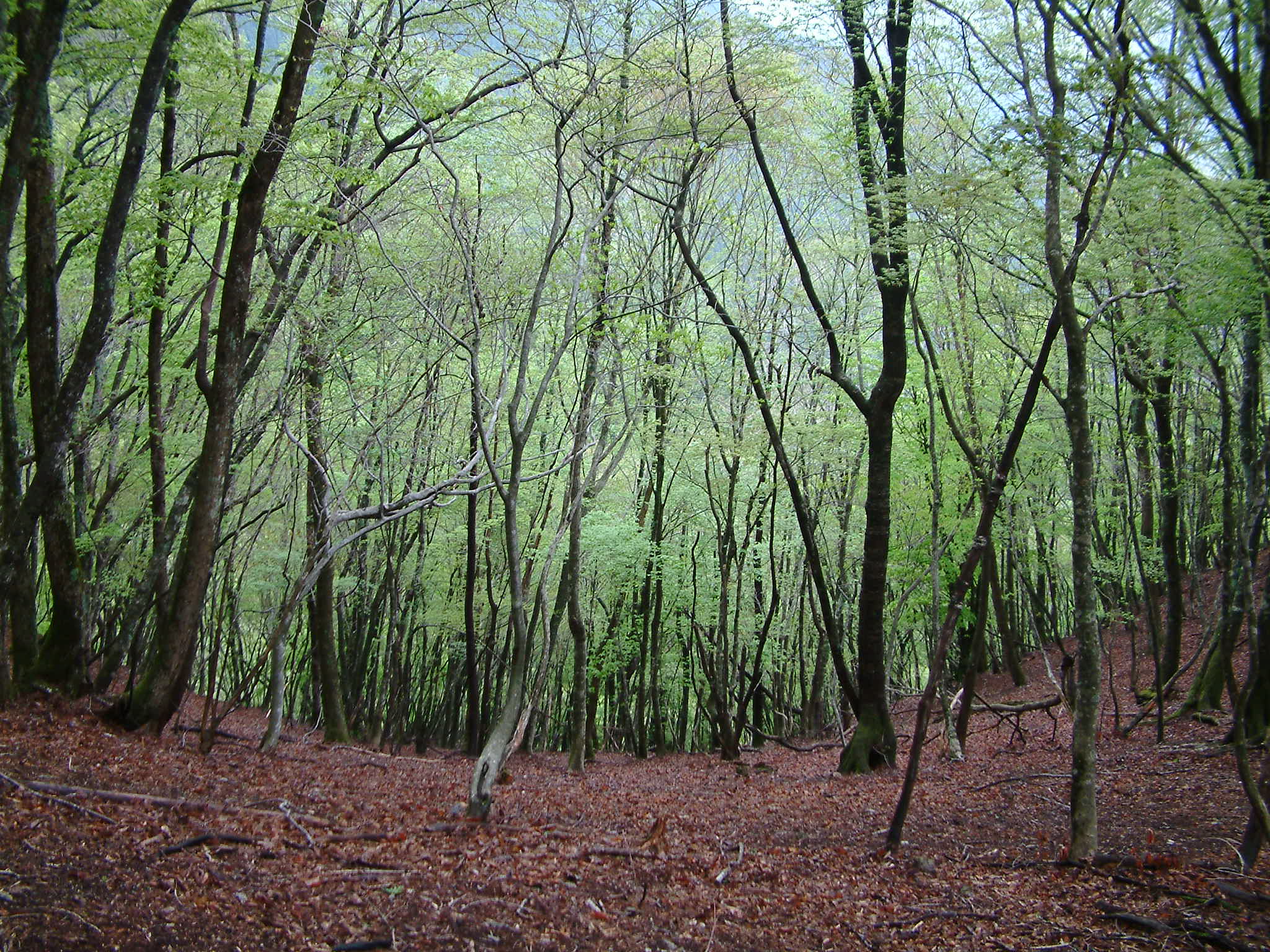 広葉樹林